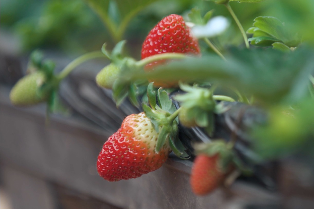 /20047Morango 1a.jpg